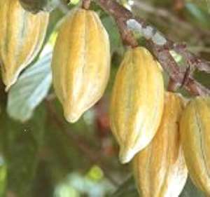 Cocoa farmers commend government